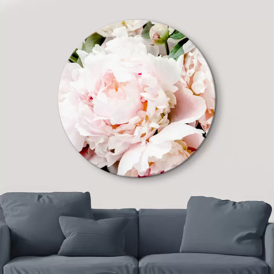 murales de pared Foto de la peonía rosa r35241