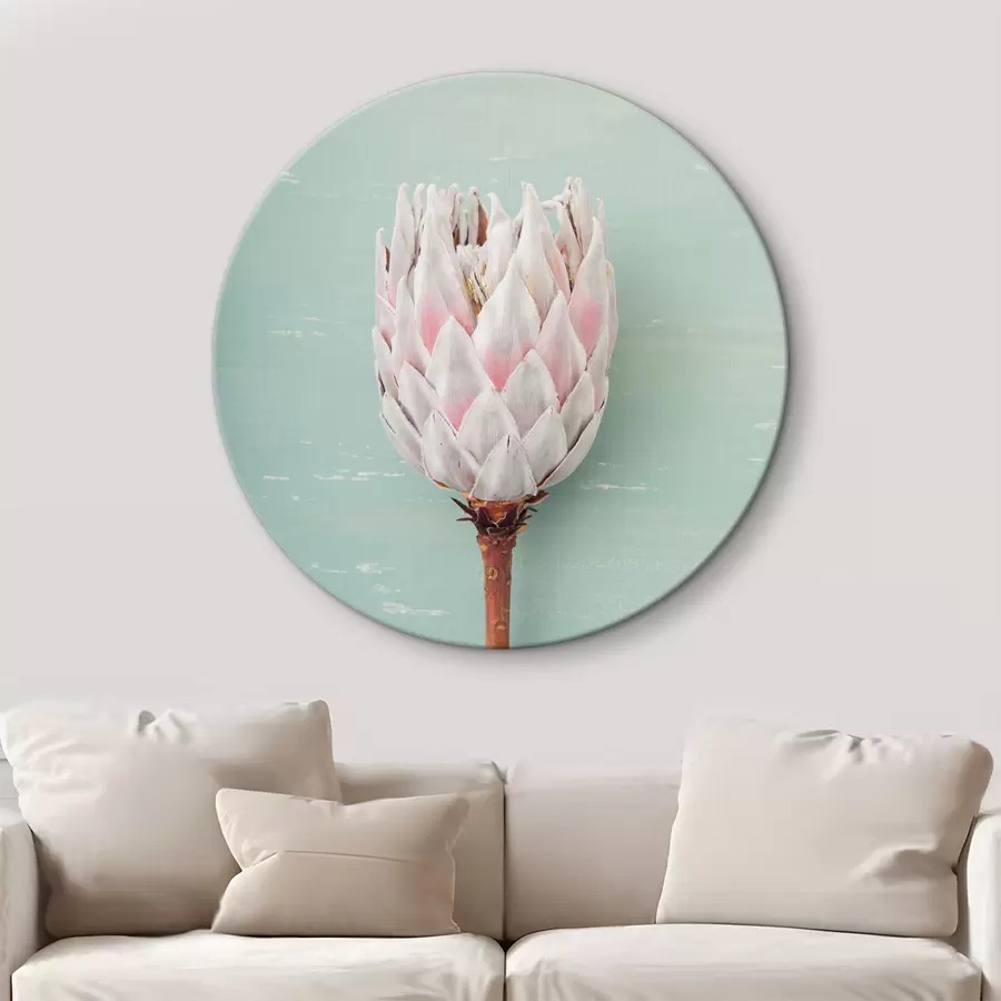 murales de pared Protea blanca r36695