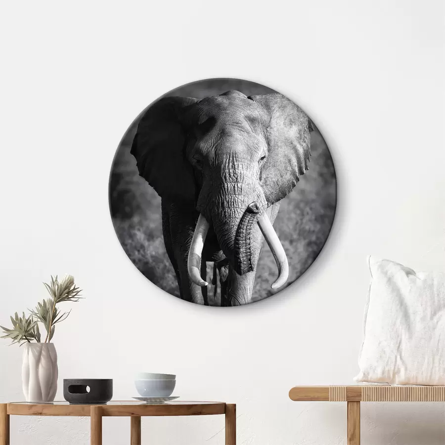 murales de pared Planta, elefante y ojo r08133