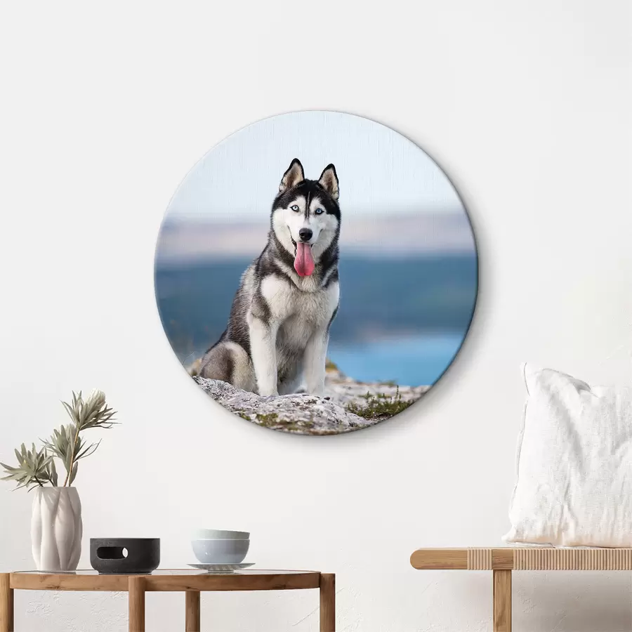 murales de pared Cielo, agua y perro r15711