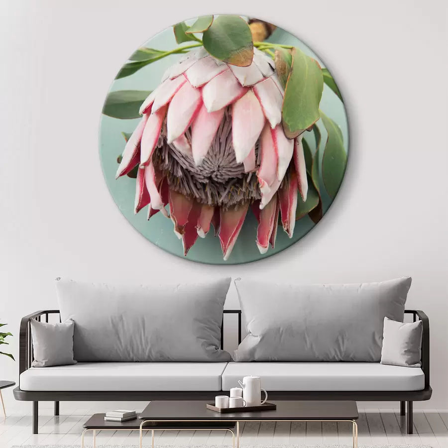 murales de pared Protea rosa r36693