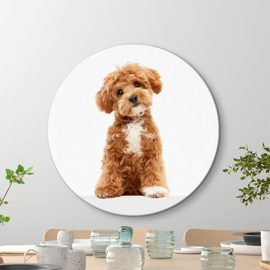 murales de pared Un cachorro encantador con una expresión interesante r37750