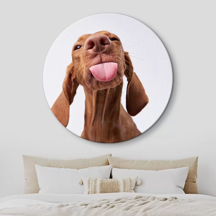 murales de pared Perro feliz r37751