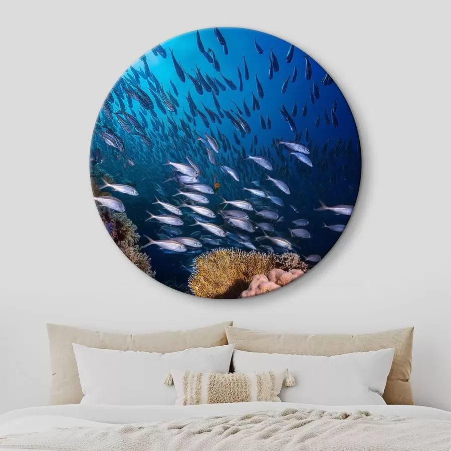 murales de pared muchos peces pequeños cerca de los corales r39625