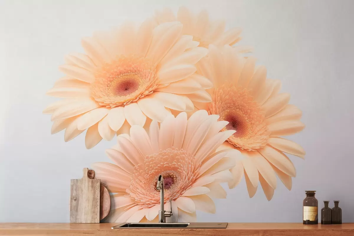 murales de pared Delicadas gerberas w03929v1