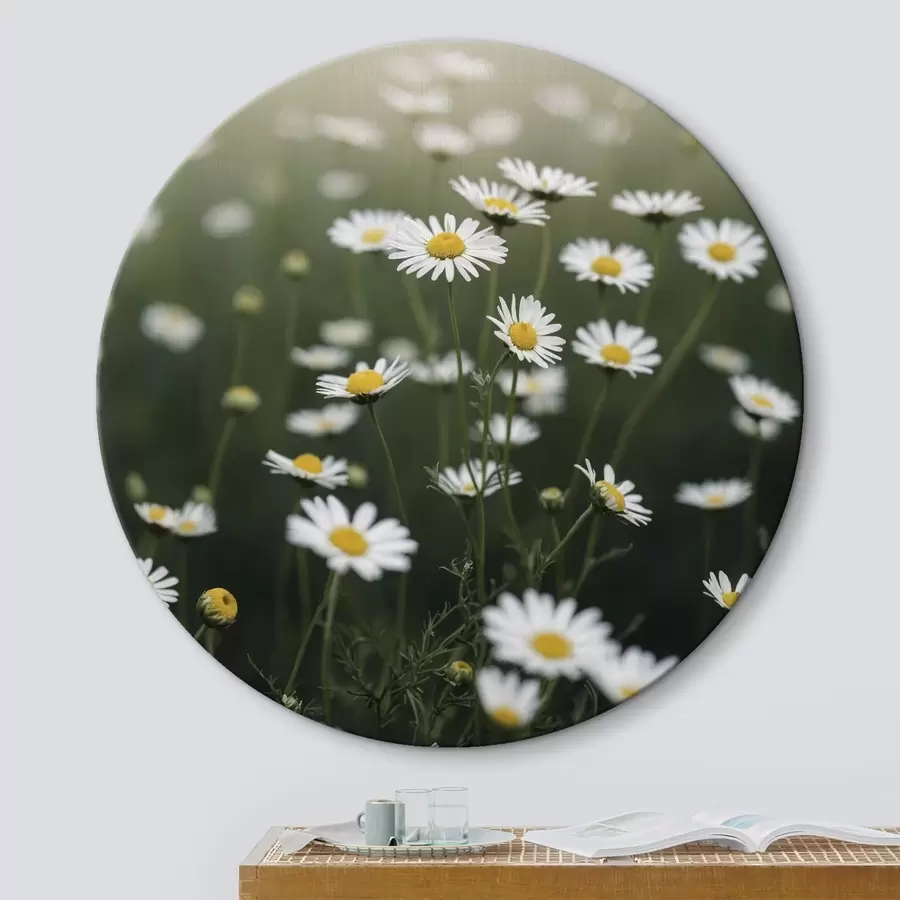 murales de pared Campo de margaritas con fondo verde desenfocado r44898