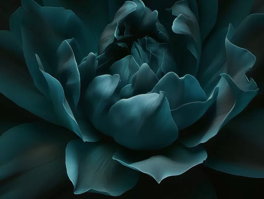 murales de pared Susurro de pétalos w05040