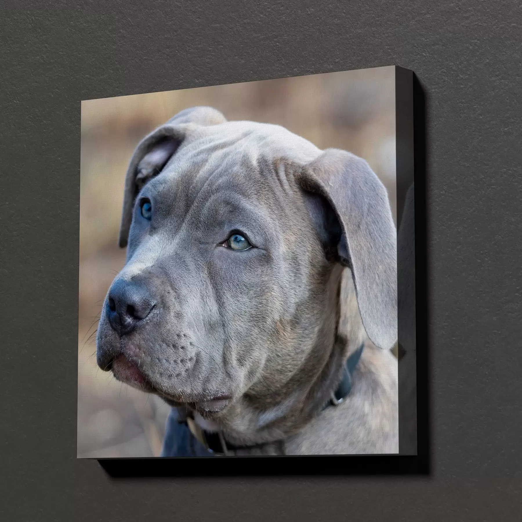 murales de pared Tu perro hecho a medida a partir de tu foto s47170