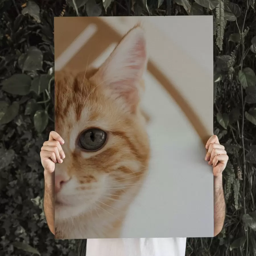 murales de pared Foto de tu gato en lienzo s47220