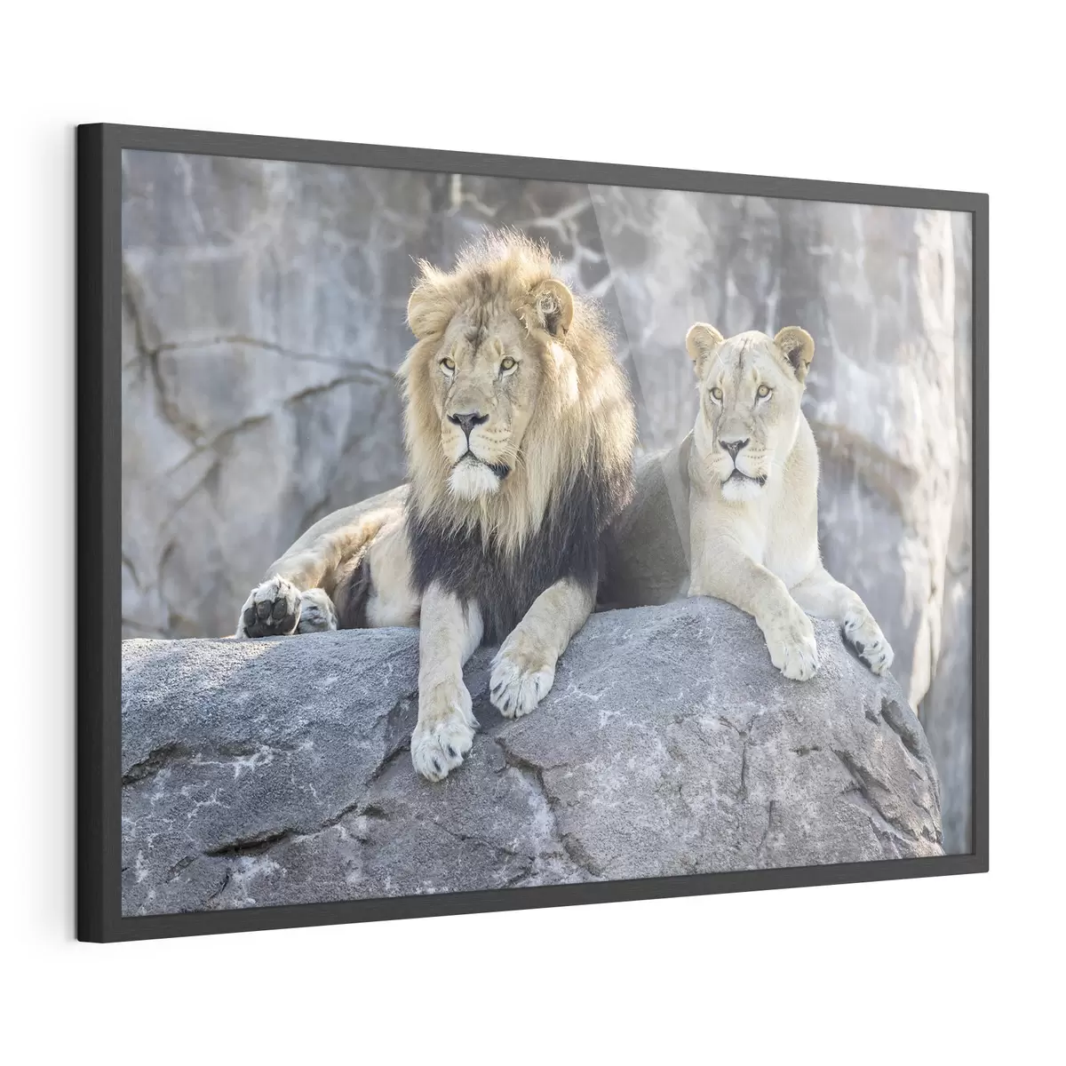 Poster Majestuosos leones descansando juntos pacíficamente f15278