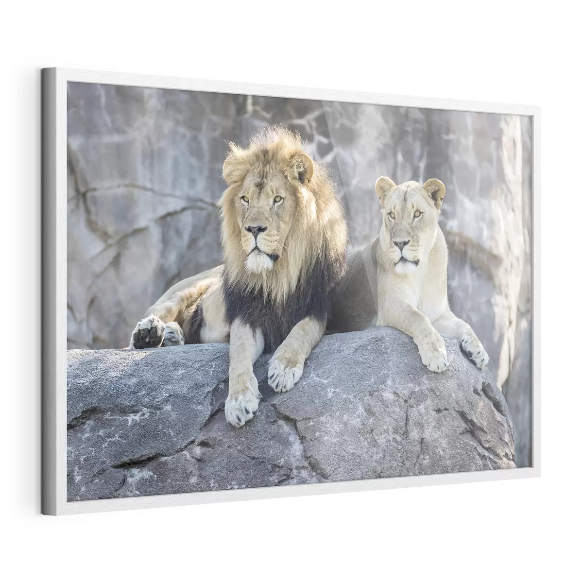 Poster Majestuosos leones descansando juntos pacíficamente f15278