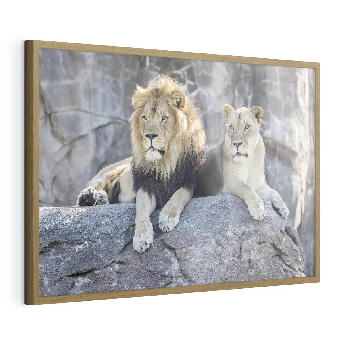 Poster Majestuosos leones descansando juntos pacíficamente f15278