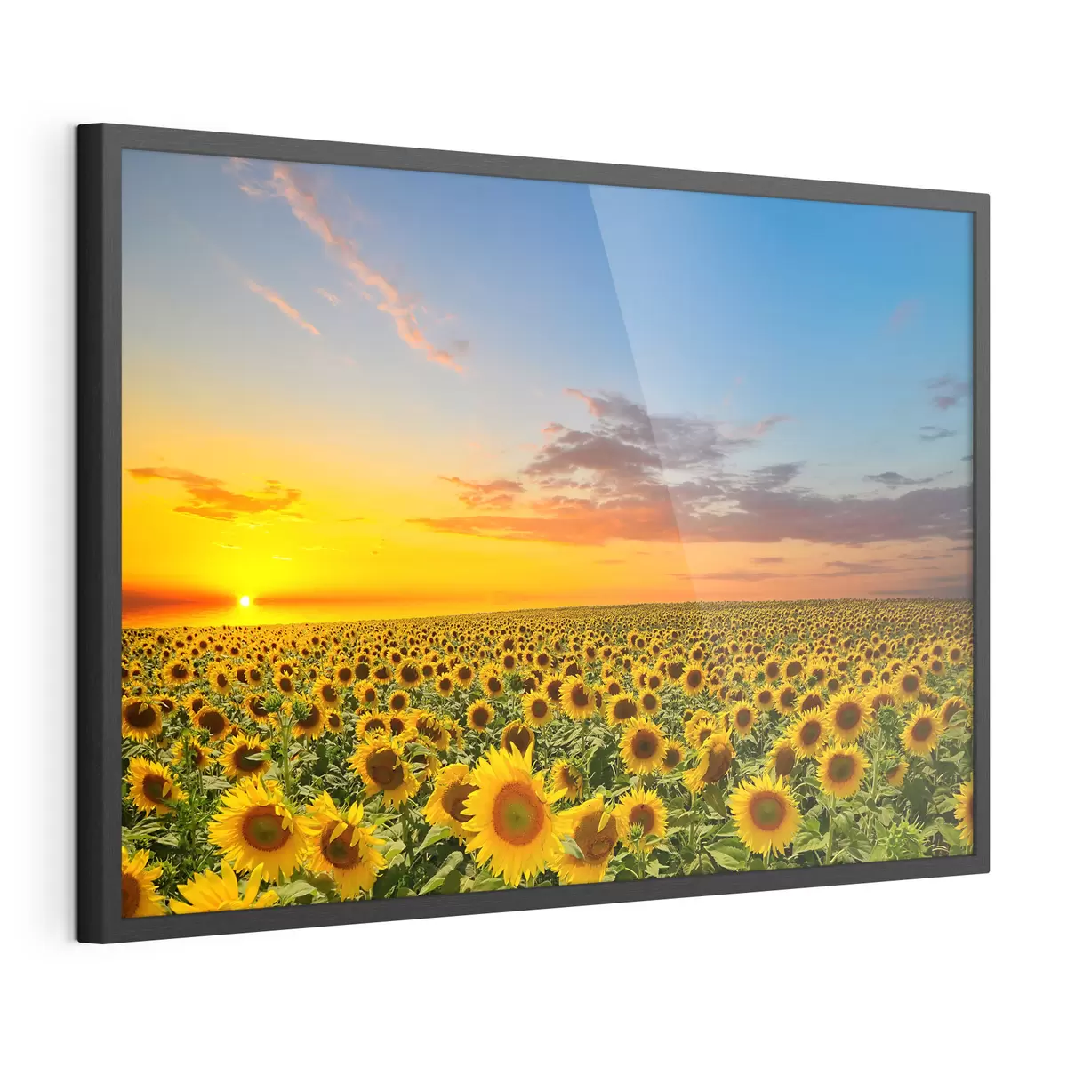 Poster Campo de girasoles al atardecer. Una vista preciosa f05429
