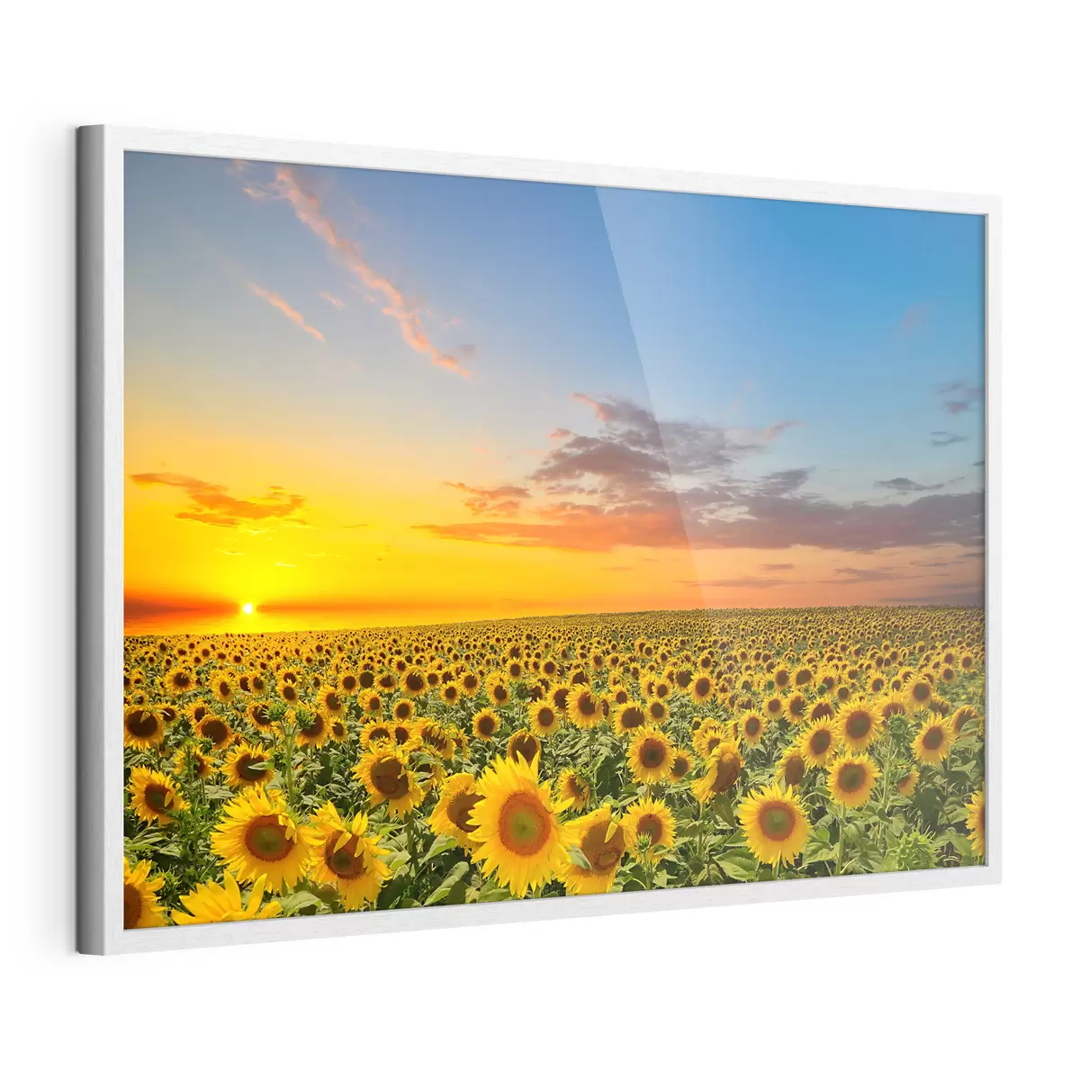 Poster Campo de girasoles al atardecer. Una vista preciosa f05429