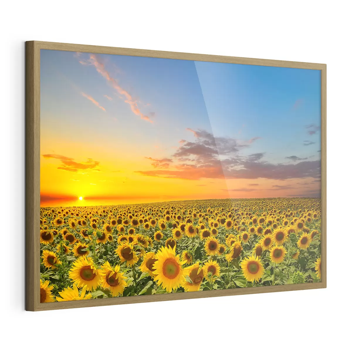 Poster Campo de girasoles al atardecer. Una vista preciosa f05429